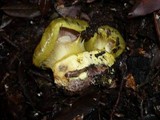 Cortinarius ionochlorus image