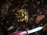 Cortinarius ionochlorus image