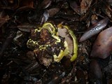 Cortinarius ionochlorus image