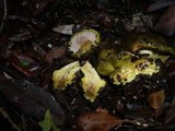 Cortinarius ionochlorus image