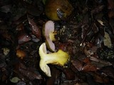 Cortinarius ionochlorus image