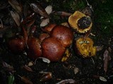 Cortinarius splendens image