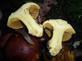 Cortinarius splendens image