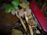 Cortinarius trivialis image
