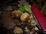 Cortinarius trivialis image