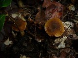Cortinarius trivialis image