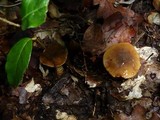 Cortinarius trivialis image