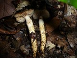 Cortinarius trivialis image