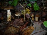 Cortinarius trivialis image