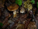 Cortinarius trivialis image