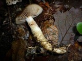 Cortinarius trivialis image