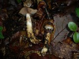 Cortinarius trivialis image