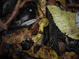 Cortinarius venetus image