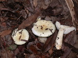 Russula cremoricolor image