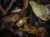 Cortinarius venetus image