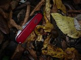 Cortinarius venetus image