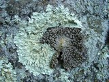 Lasallia papulosa image