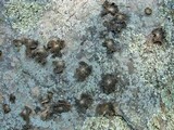 Lasallia papulosa image