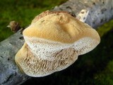 Hapalopilus rutilans image