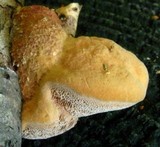 Hapalopilus rutilans image