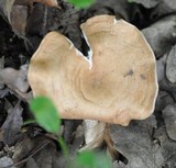 Clitocybe gibba image