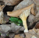 Clitocybe gibba image