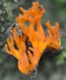 Calocera viscosa image