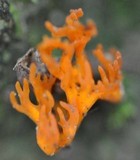 Calocera viscosa image