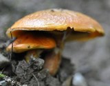 Suillus grevillei image