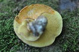 Suillus grevillei image