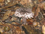 Strobilomyces confusus image