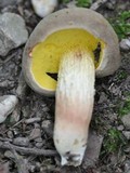 Boletus subtomentosus image
