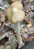 Xerula radicata image