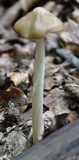 Xerula radicata image