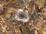 Strobilomyces confusus image