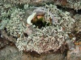 Ramalina intermedia image