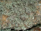 Ramalina intermedia image
