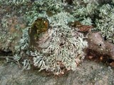 Ramalina intermedia image