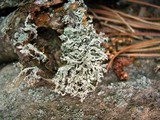 Ramalina intermedia image