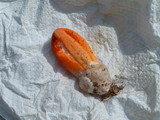 Clathrus columnatus image
