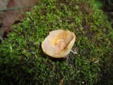 Peziza succosa image