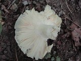 Russula parvovirescens image