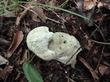 Tylopilus intermedius image