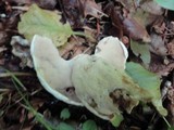 Tylopilus intermedius image