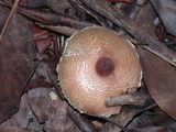 Lepiota magnispora image