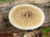 Lentinus berteroi image
