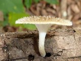 Lentinus berteroi image