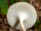 Lentinus berteroi image