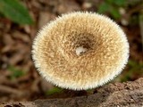 Lentinus berteroi image