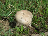 Calvatia cyathiformis image